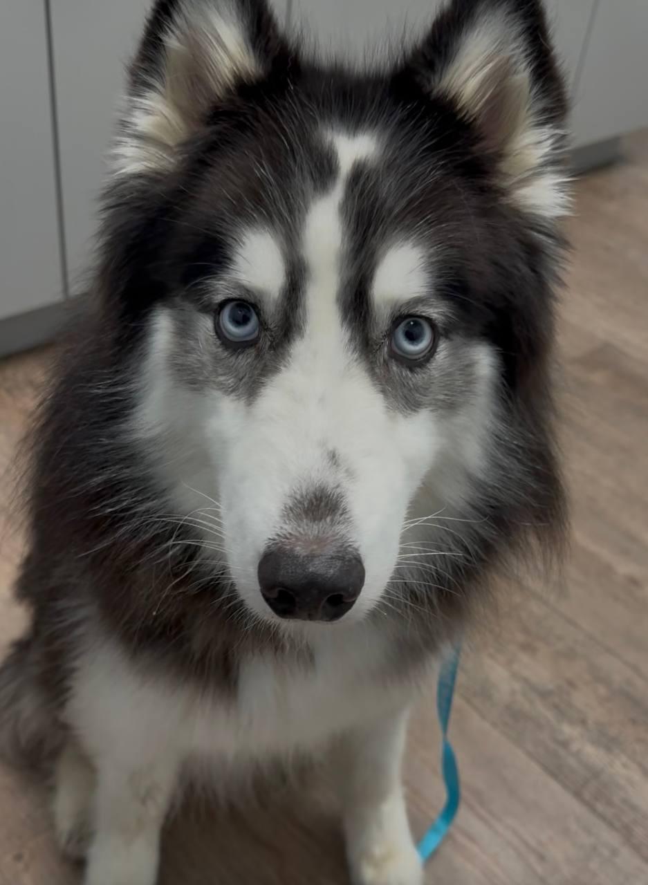 Bandit, a Adopted Siberian Husky in Carrollton, TX image 2/3