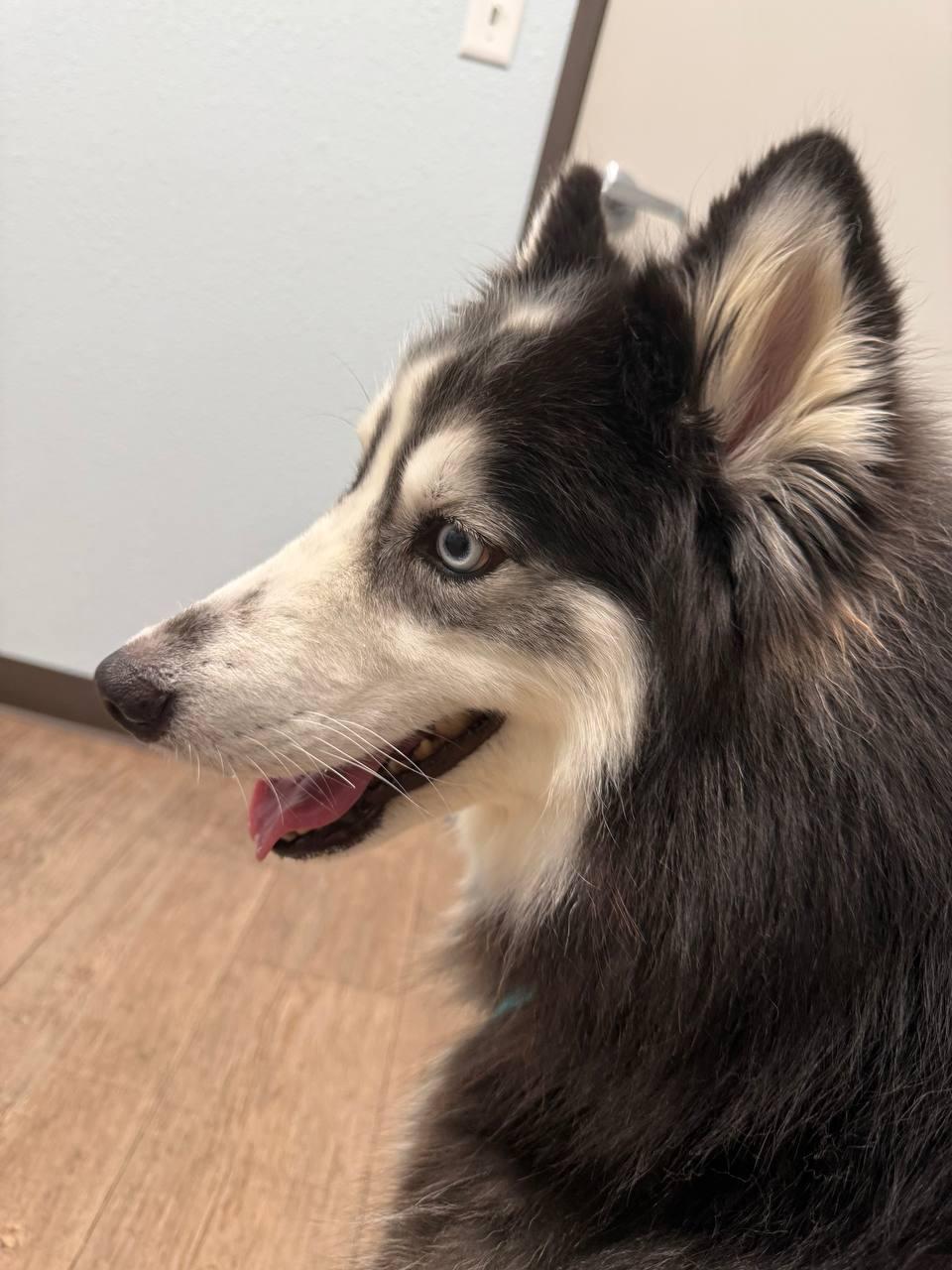 Bandit, a Adopted Siberian Husky in Carrollton, TX image 3/3