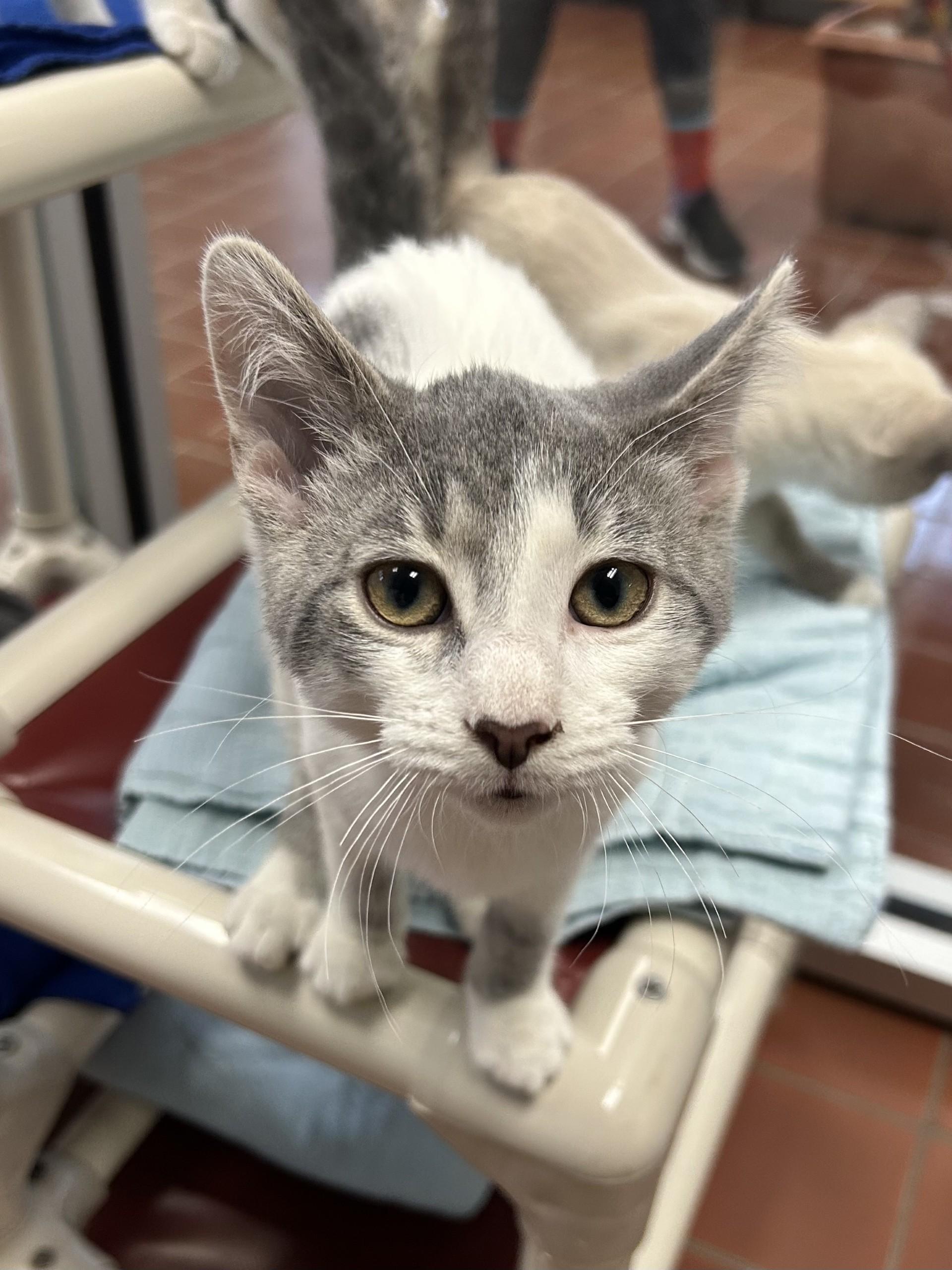 Enlarge Otis, an adopted mixed breed in Battle Creek, MI image 4/4