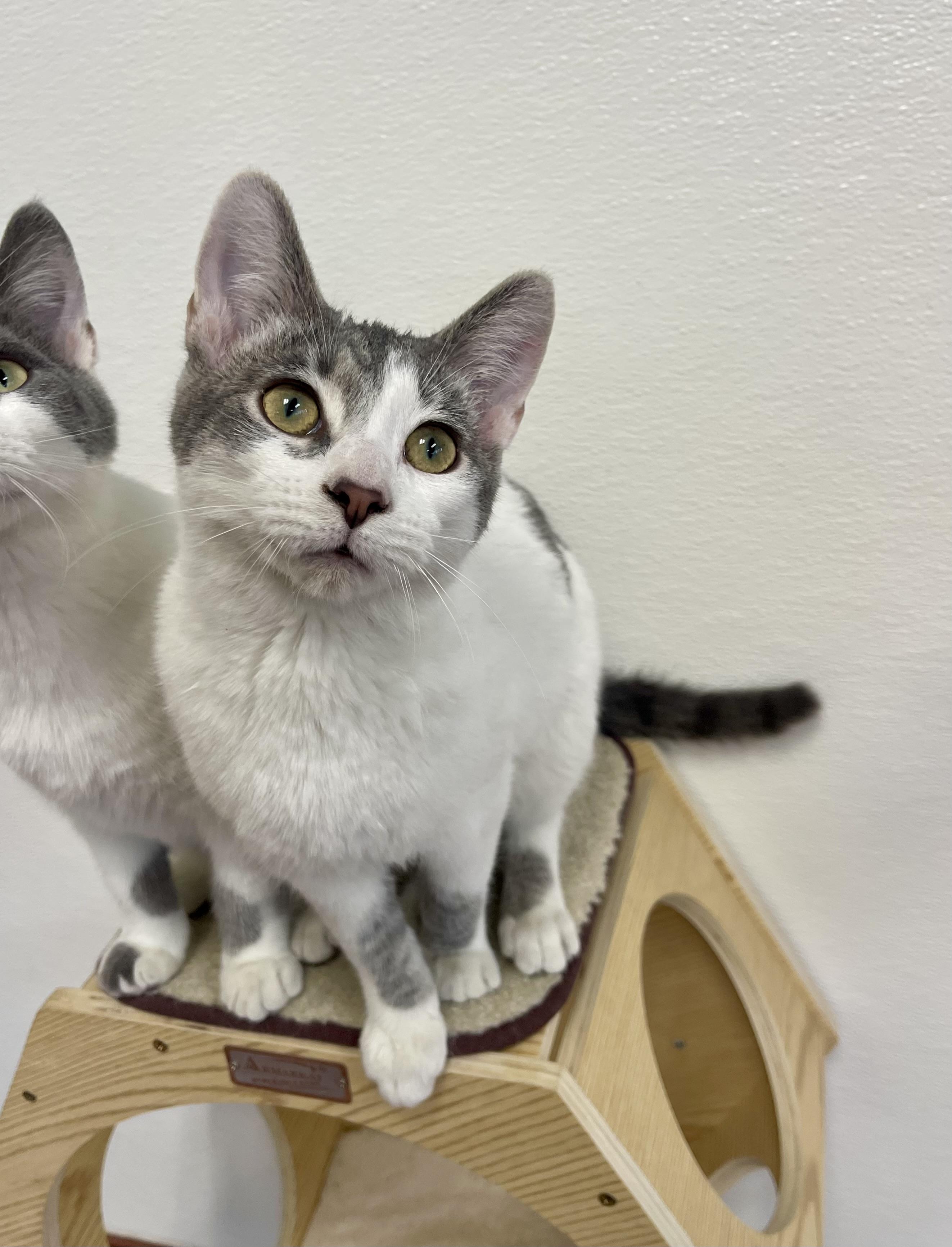 Enlarge Otis, an adopted mixed breed in Battle Creek, MI image 2/4