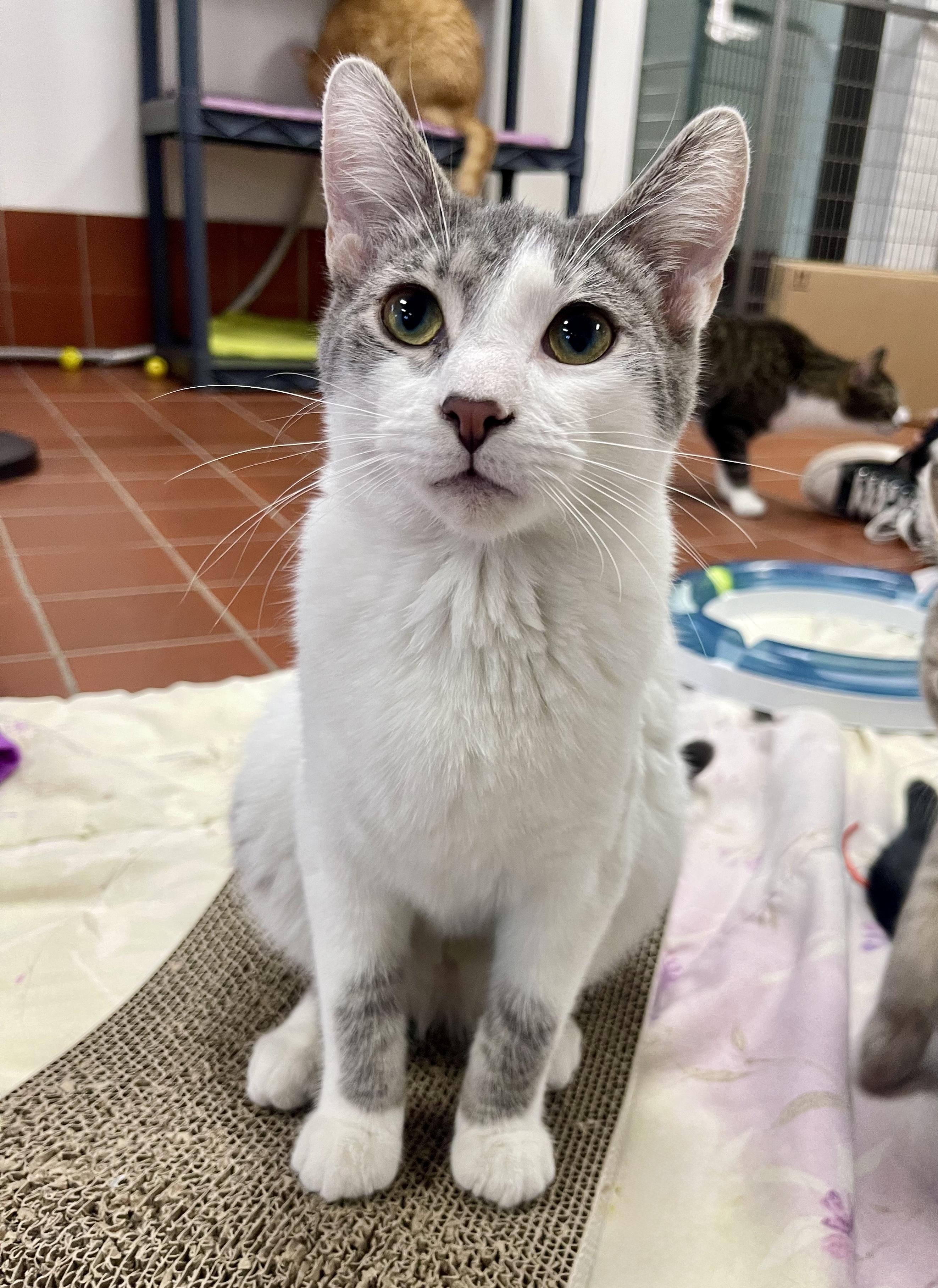 Otis, adopted, Kitten Male Domestic Short Hair.