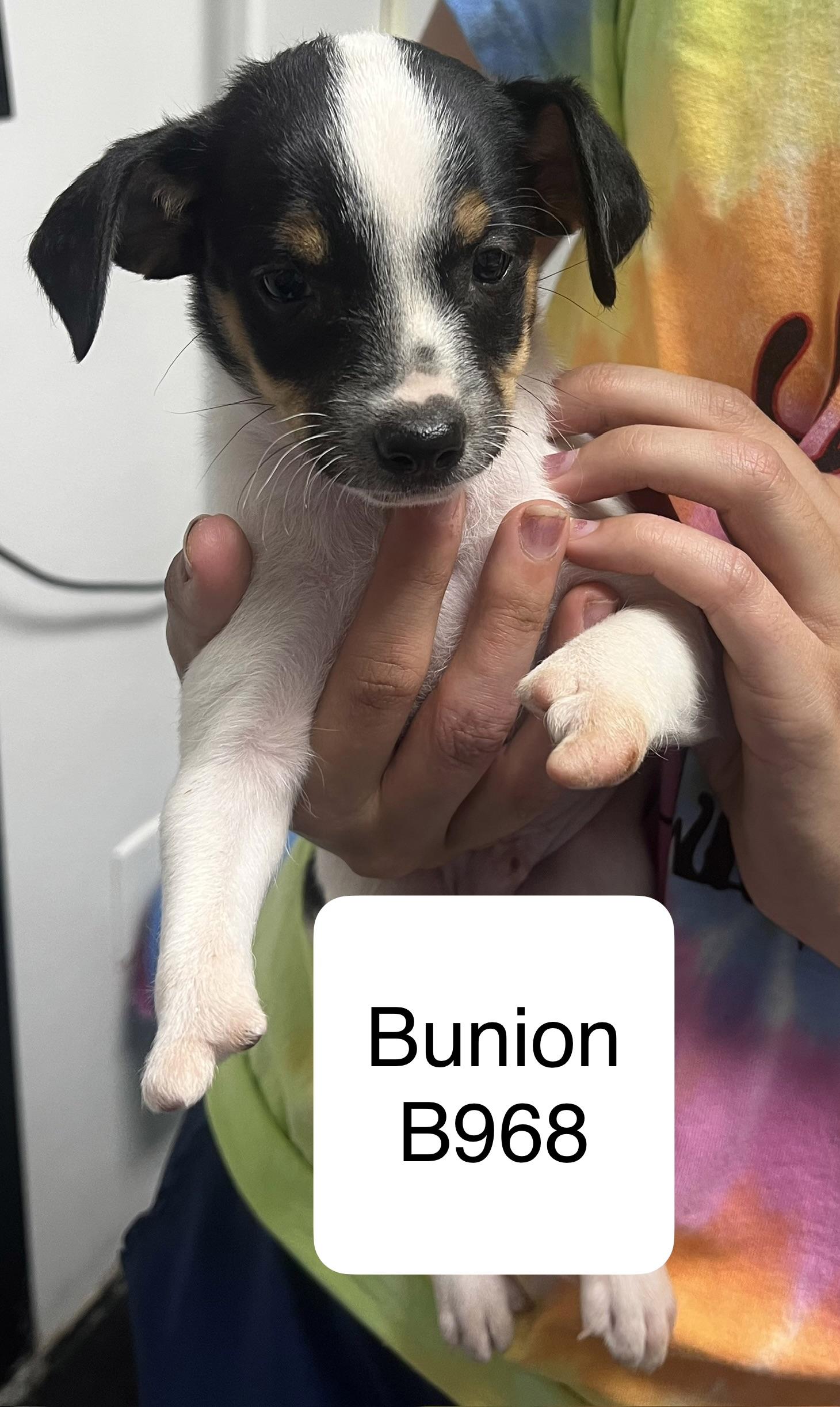 Enlarge Bunion, an adopted mixed breed in Morganton, NC image 1/1