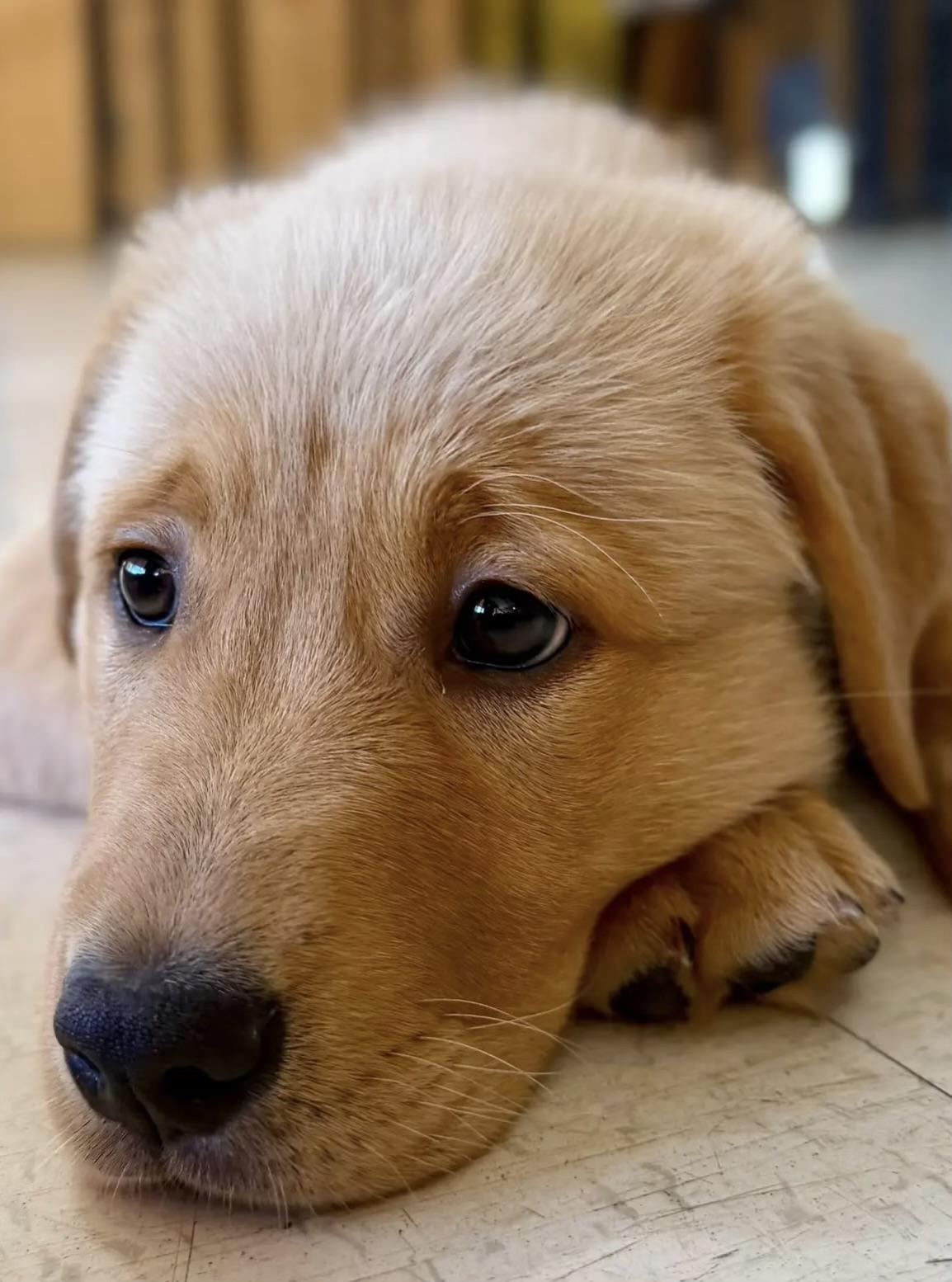 Enlarge Lola-ADOPTION PENDING!, an adopted Golden Retriever in Madison Heights, MI image 5/6