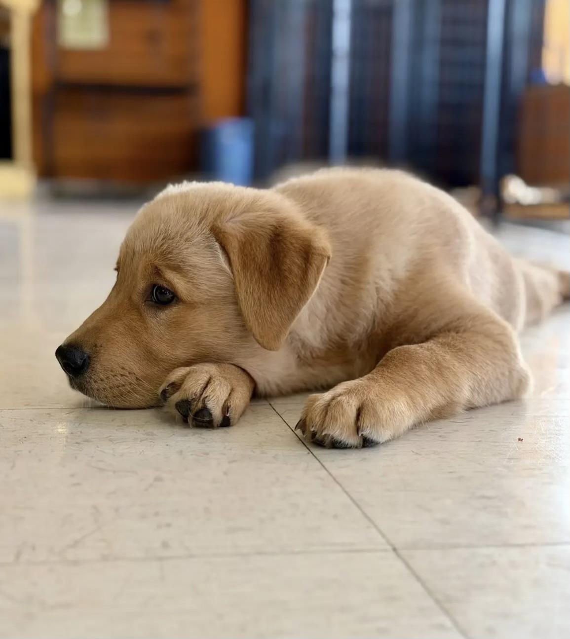 Enlarge Lola-ADOPTION PENDING!, an adopted Golden Retriever in Madison Heights, MI image 3/6