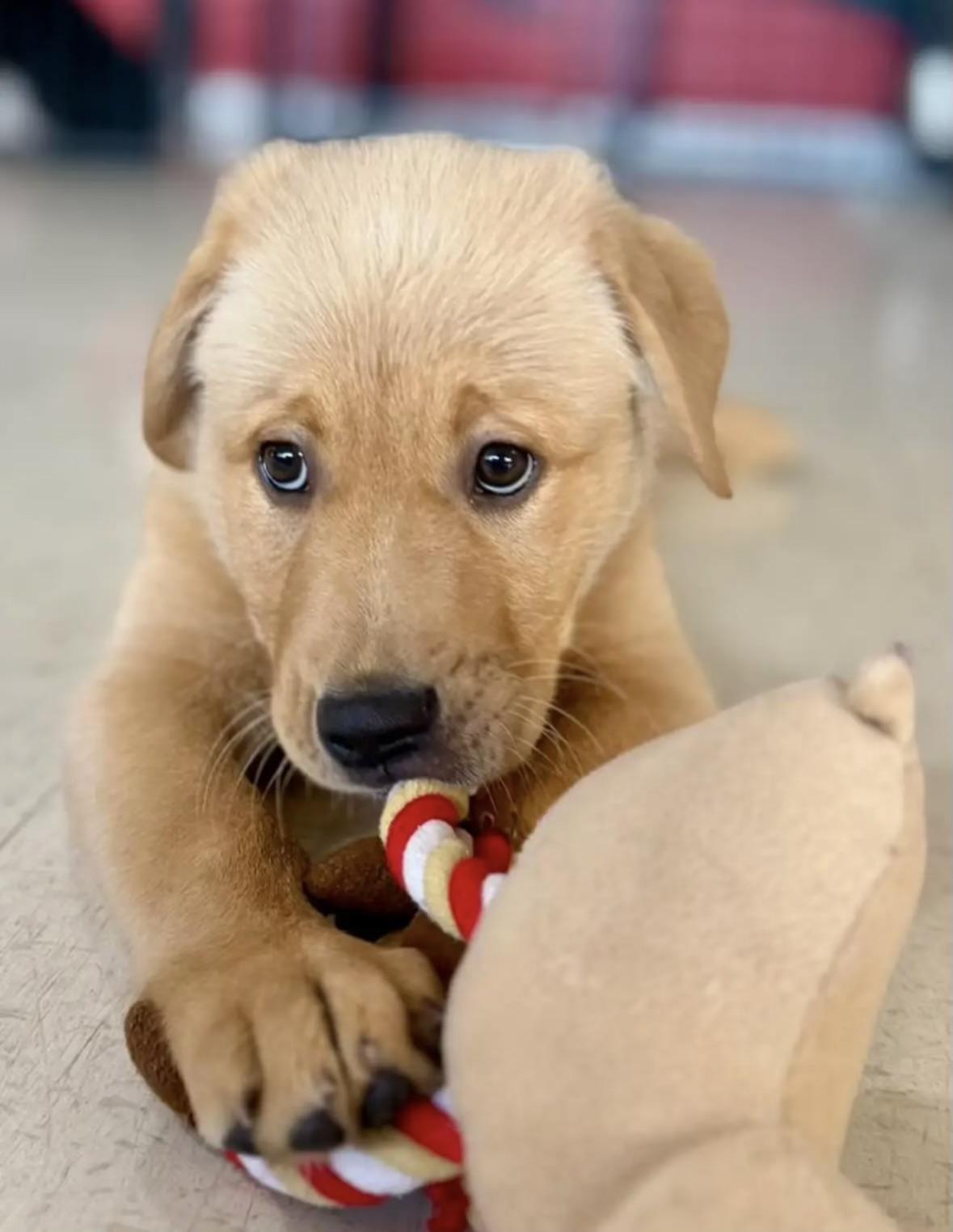 Enlarge Lola-ADOPTION PENDING!, an adopted Golden Retriever in Madison Heights, MI image 6/6