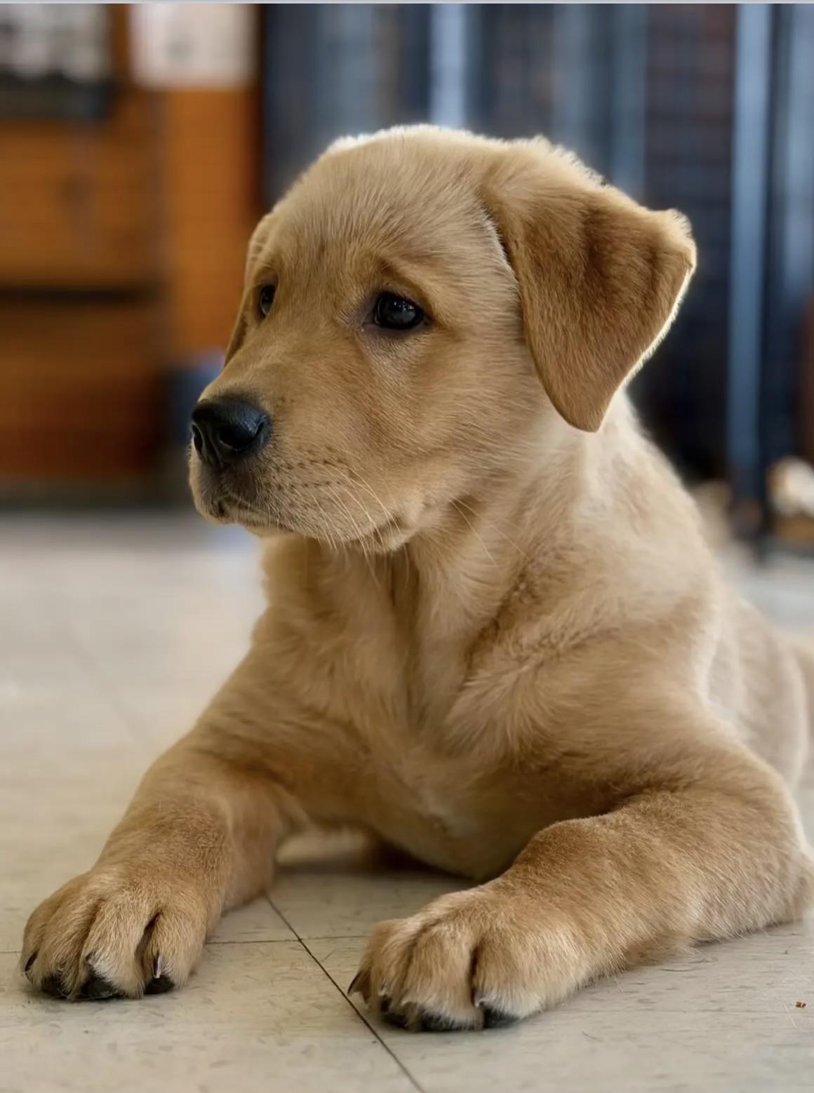 Enlarge Lola-ADOPTION PENDING!, an adopted Golden Retriever in Madison Heights, MI image 4/6