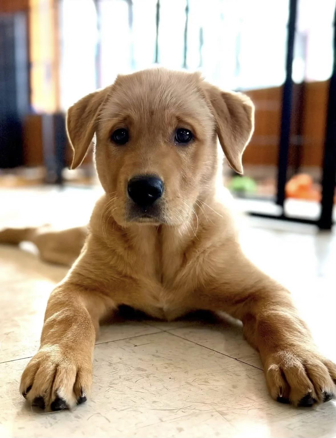 Enlarge Lola-ADOPTION PENDING!, an adopted Golden Retriever in Madison Heights, MI image 2/6