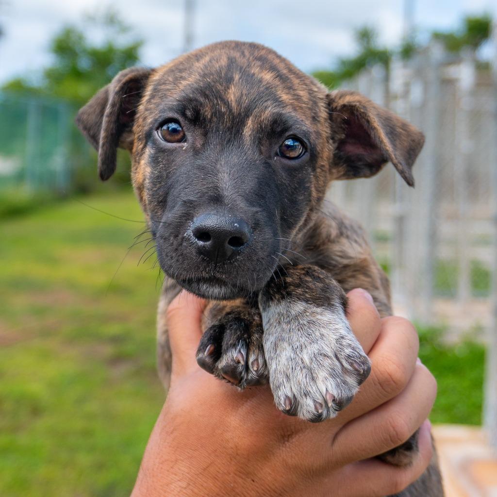 Jolly, Adoptable, Puppy Male Affenpinscher.