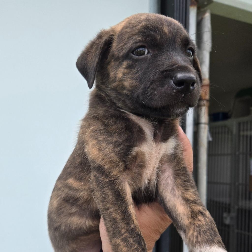 Enlarge Jolly, a Adoptable mixed breed in Mangilao, GU image 2/3