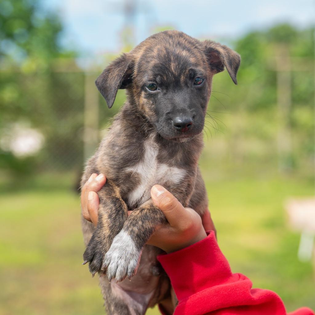 Enlarge Jolly, a Adoptable mixed breed in Mangilao, GU image 3/3