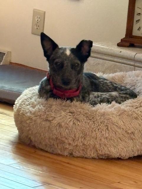 Tiny, Adoptable, Adult Female Australian Cattle Dog / Blue Heeler.