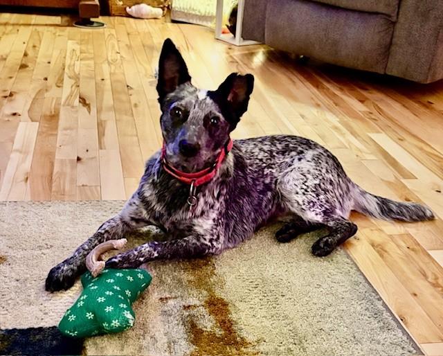 Enlarge Tiny, a Adoptable mixed breed in Onalaska, WI image 2/6