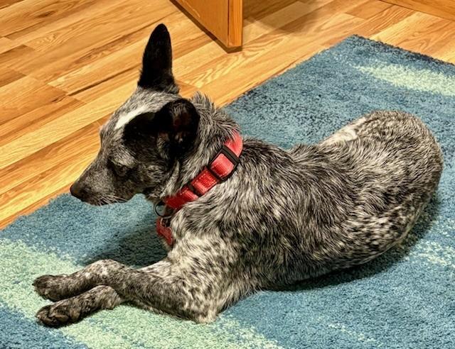 Enlarge Tiny, a Adoptable mixed breed in Onalaska, WI image 3/6