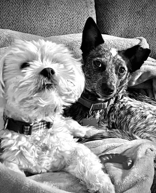 Enlarge Tiny, a Adoptable mixed breed in Onalaska, WI image 4/6