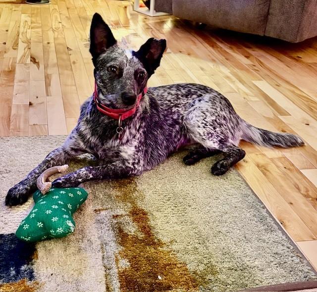 Enlarge Tiny, a Adoptable mixed breed in Onalaska, WI image 5/6