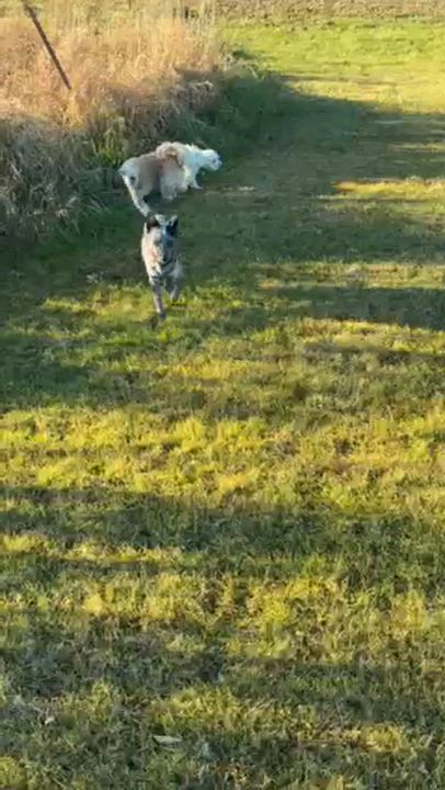 Enlarge Tiny, a Adoptable mixed breed in Onalaska, WI video 6/6