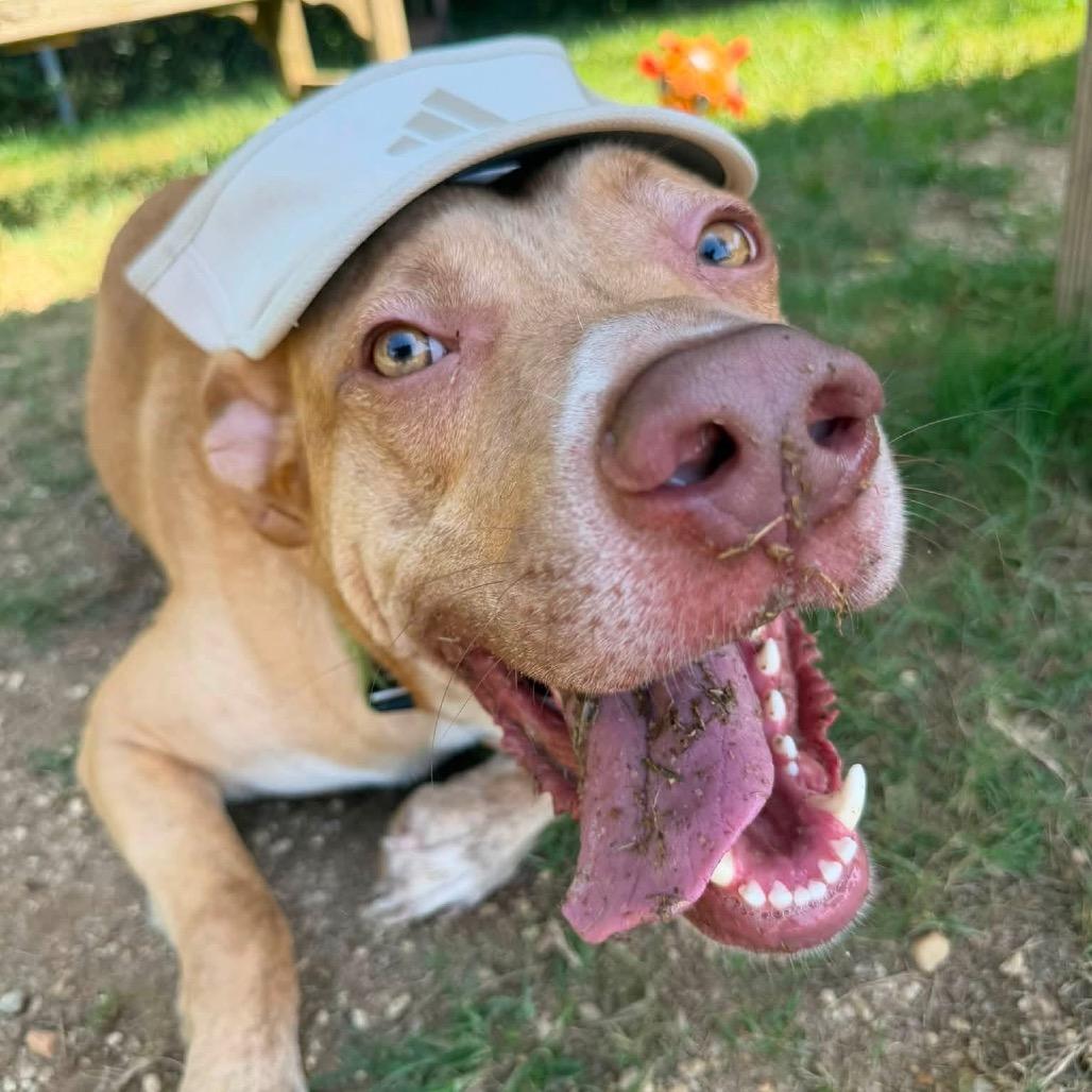 Enlarge Colonel, a Adoptable Labrador Retriever in Montgomery, AL image 1/6