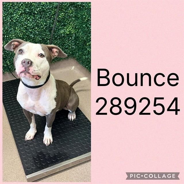 Enlarge BOUNCE, a Adoptable Mixed Breed in Macon, GA image 1/1