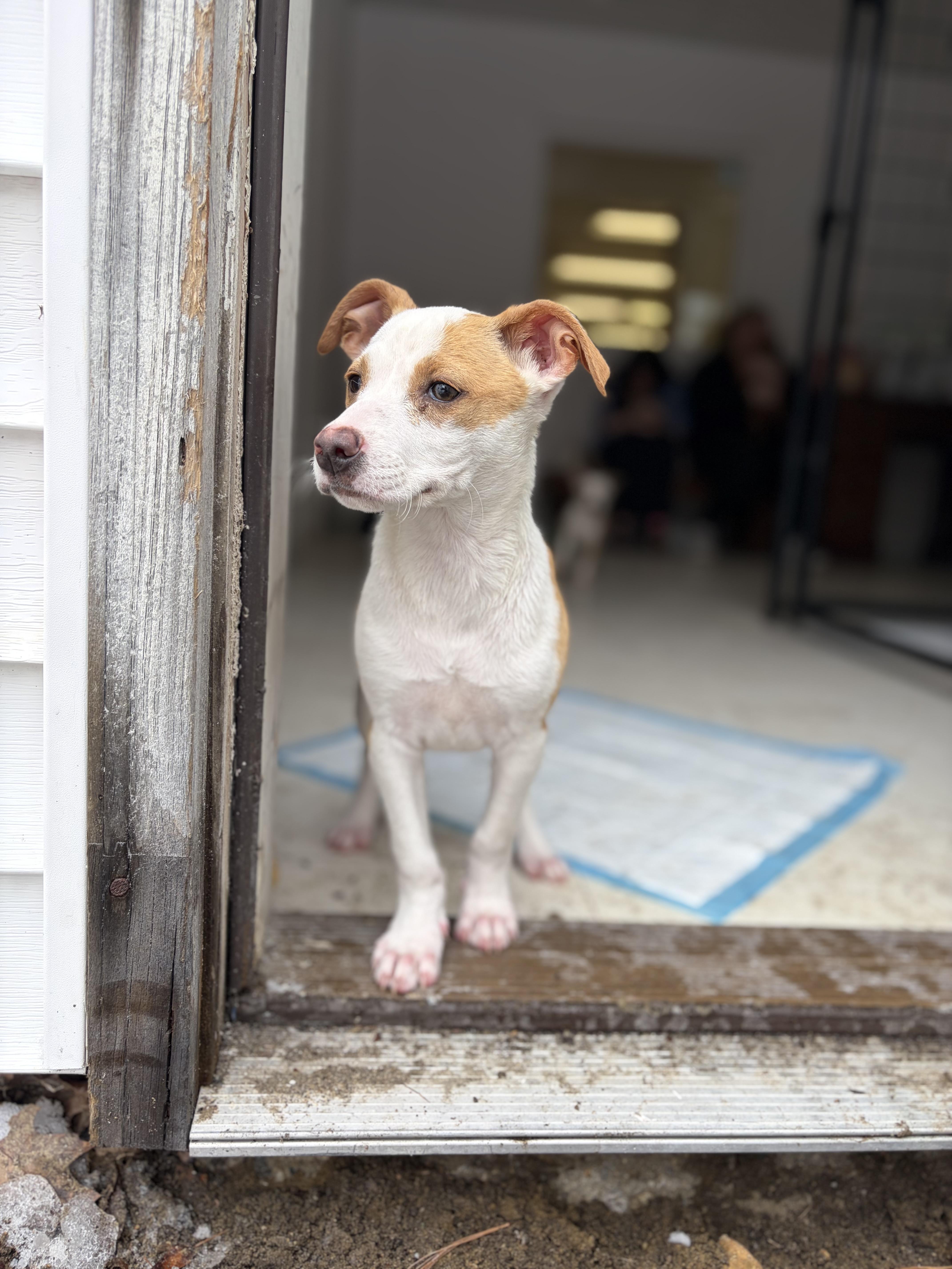 Enlarge Tailpipe, a Adoptable Mixed Breed in Monson, MA image 1/2