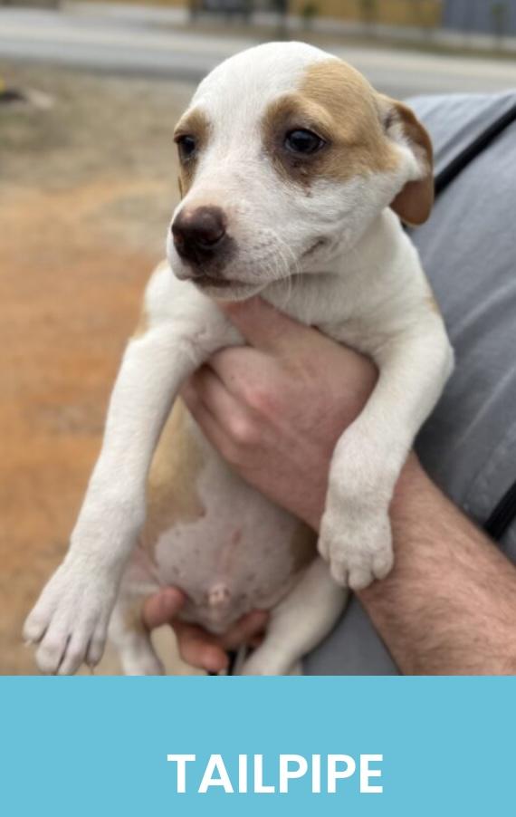 Enlarge Tailpipe, a Adoptable Mixed Breed in Monson, MA image 2/2