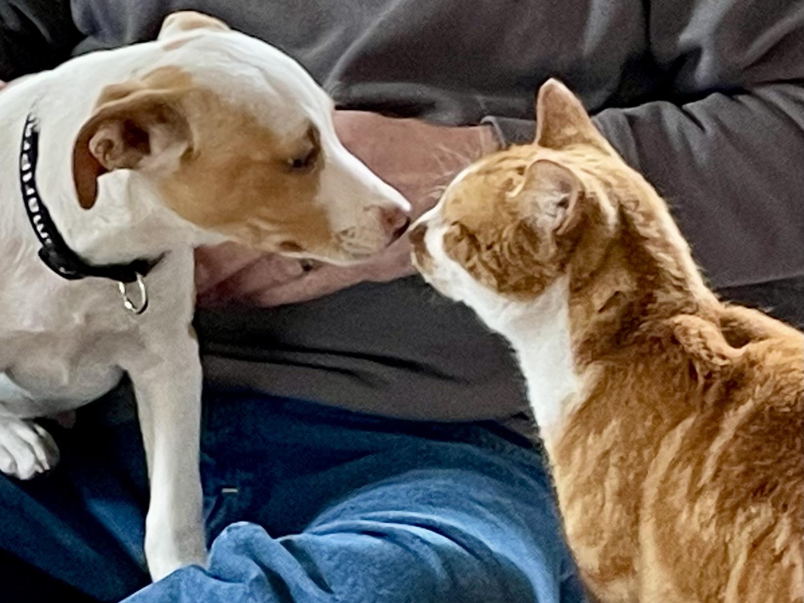 Enlarge Tailpipe, a Adoptable Mixed Breed in Monson, MA image 1/3