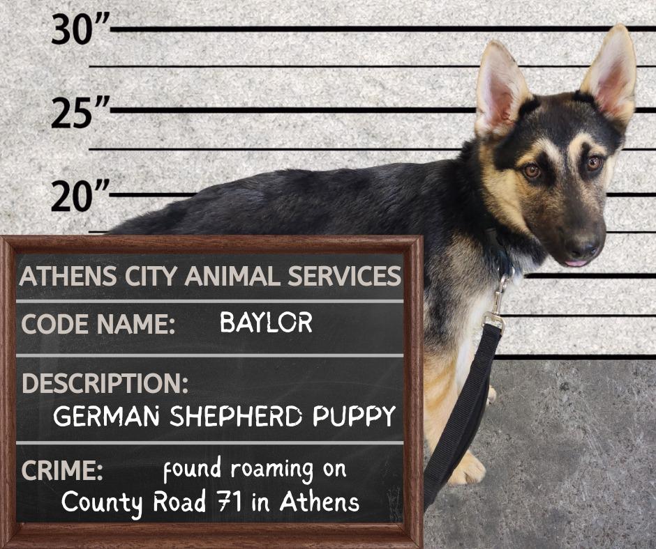 Enlarge BAYLOR - HOLD UNTIL 5/17, a Adoptable German Shepherd Dog in Athens, AL image 1/2