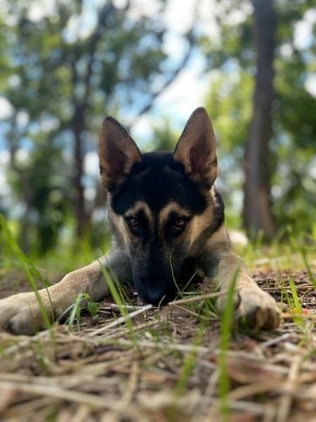 Enlarge BAYLOR - HOLD UNTIL 5/17, a Adoptable German Shepherd Dog in Athens, AL image 2/2