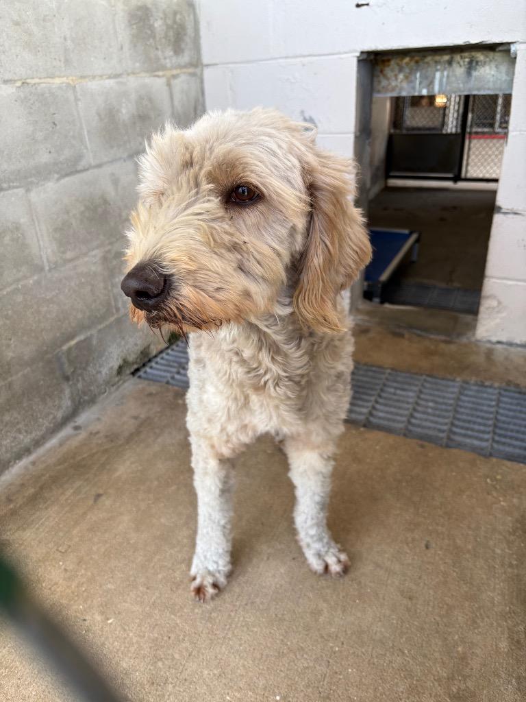 Enlarge Bailey, a Adopted mixed breed in Wauchula, FL image 1/1
