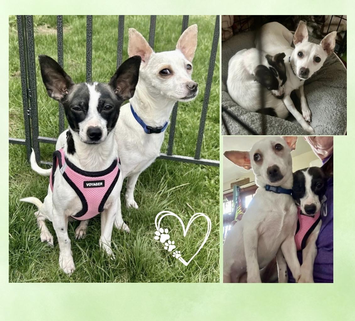 Enlarge Salma ADOPTION PENDING, a ADOPTABLE mixed breed in Westfield, NY image 2/6