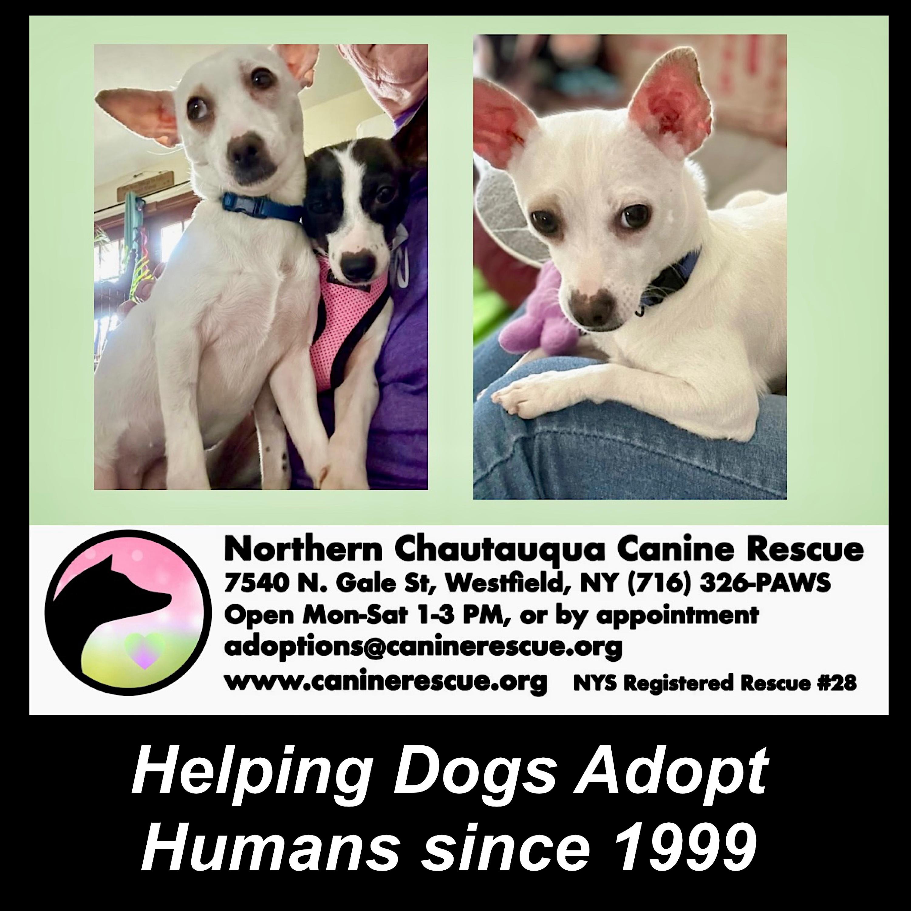 Enlarge Salma ADOPTION PENDING, a ADOPTABLE mixed breed in Westfield, NY image 3/6