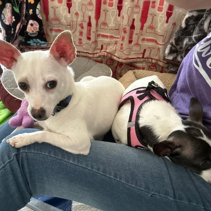 Enlarge Salma ADOPTION PENDING, a ADOPTABLE mixed breed in Westfield, NY image 4/6