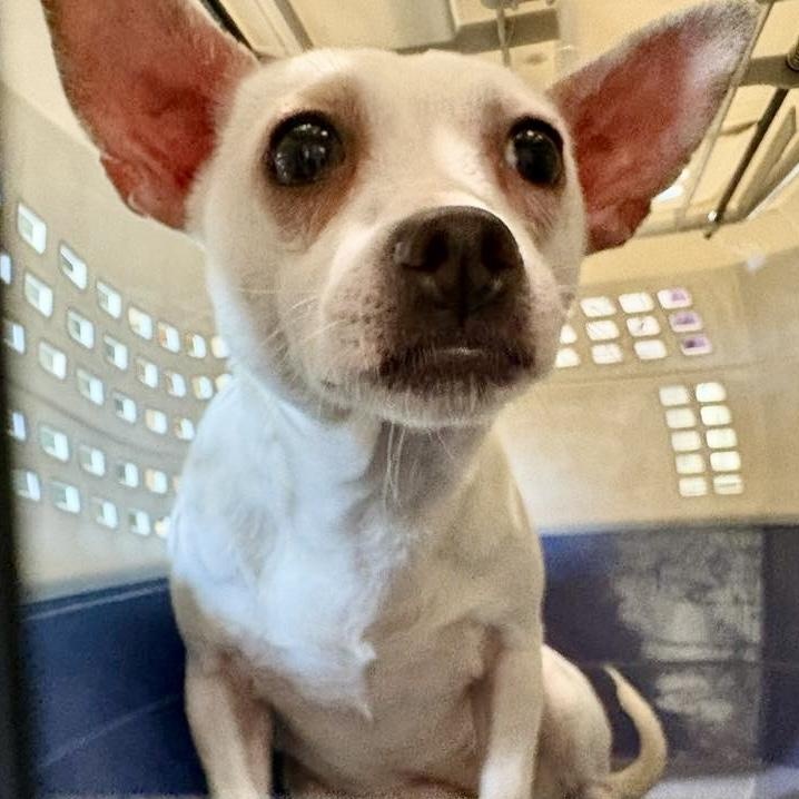 Enlarge Salma ADOPTION PENDING, a ADOPTABLE mixed breed in Westfield, NY image 6/6