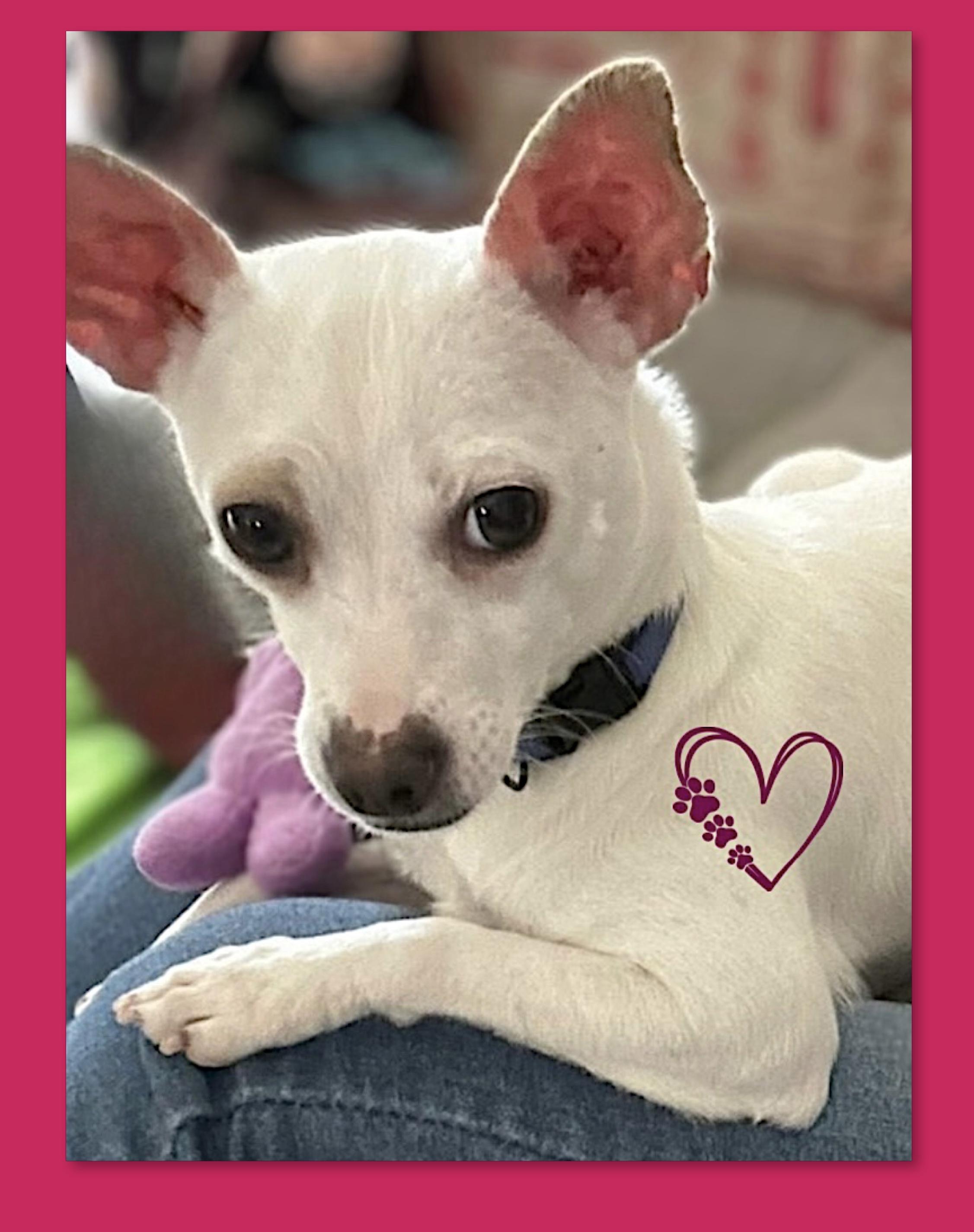 Enlarge Salma ADOPTION PENDING, a ADOPTABLE mixed breed in Westfield, NY image 1/6