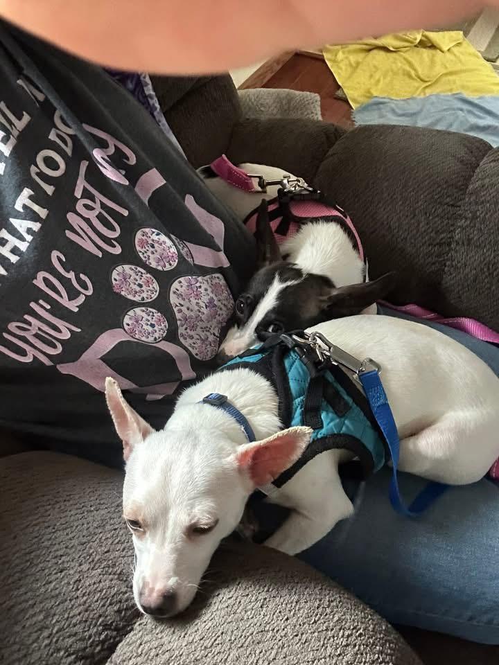 Enlarge Salma ADOPTION PENDING, a ADOPTABLE mixed breed in Westfield, NY image 5/6