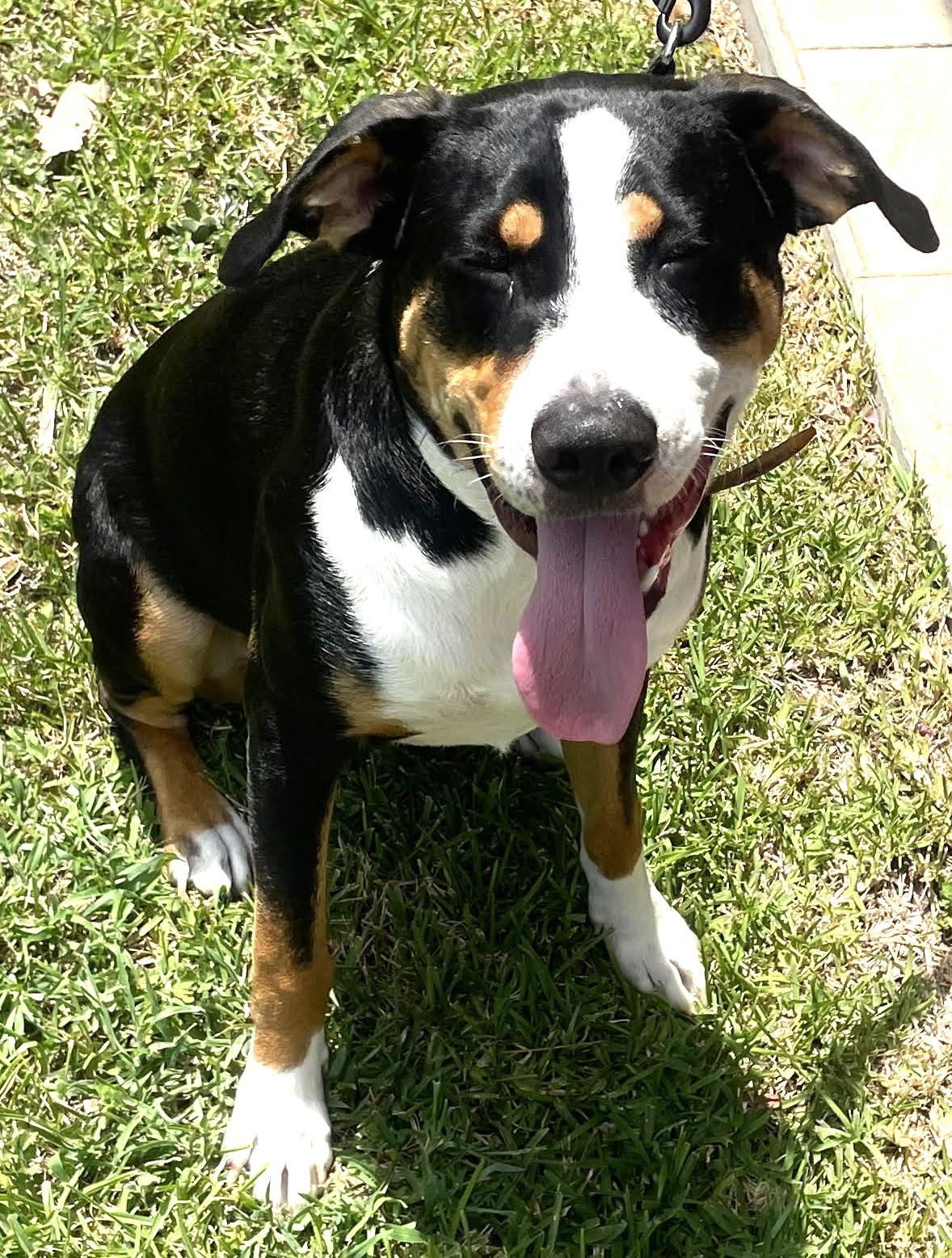 MR. ROGER - Loving, Happy Pup, adopted, Young Male Greater Swiss Mountain Dog & Labrador Retriever.