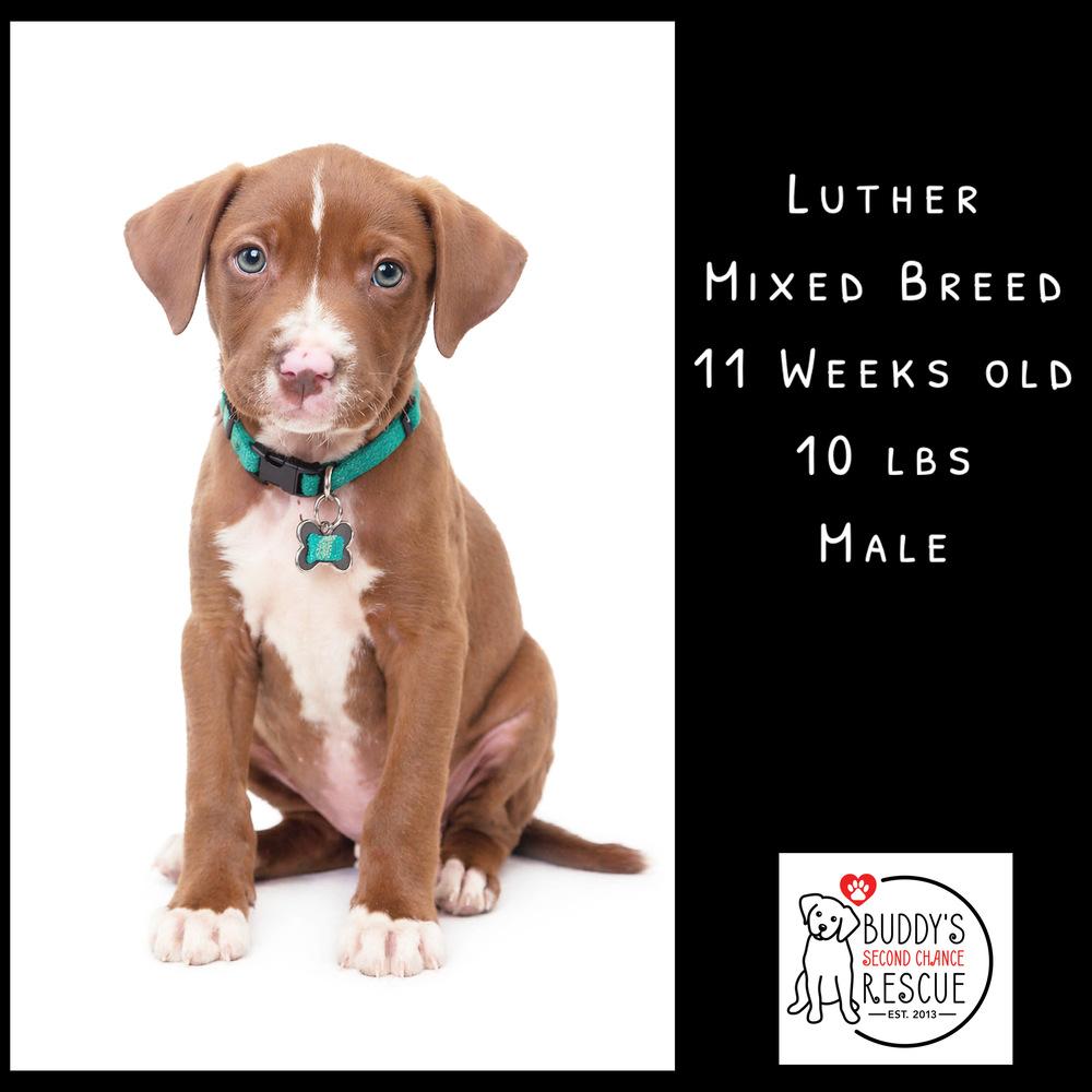 Luther, Adoptable, Puppy Male Mixed Breed.