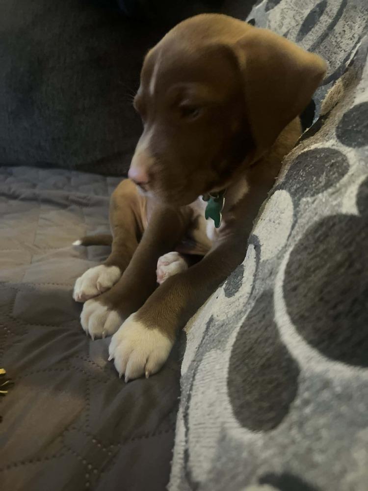 Enlarge Luther, a Adoptable mixed breed in Amherst, NY image 2/6