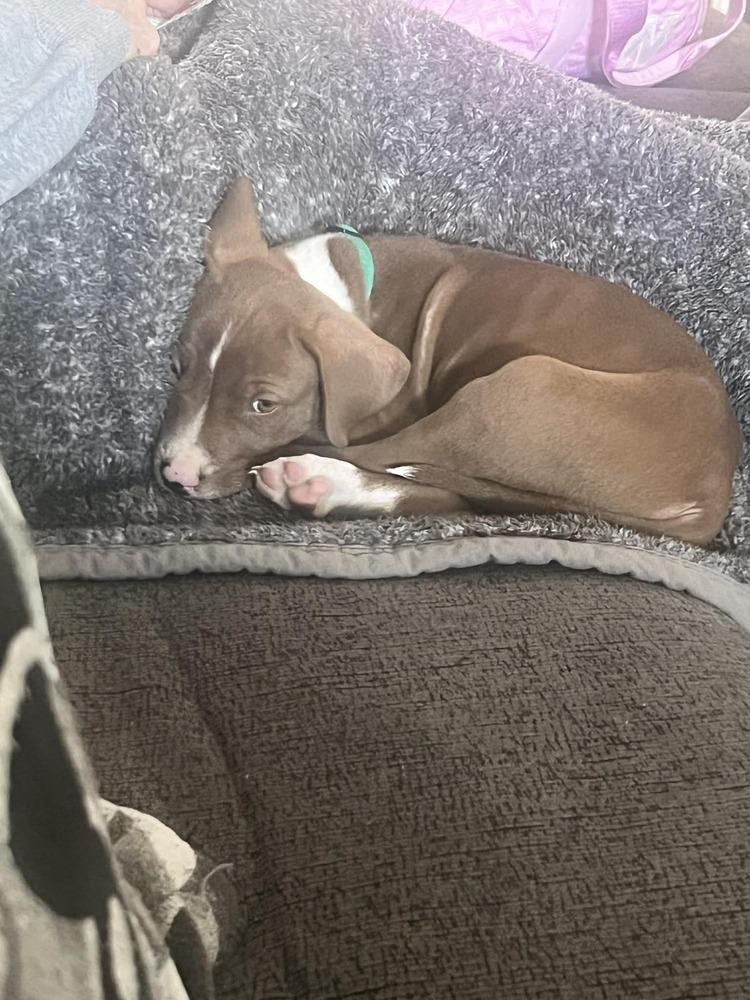 Enlarge Luther, a Adoptable mixed breed in Amherst, NY image 2/6