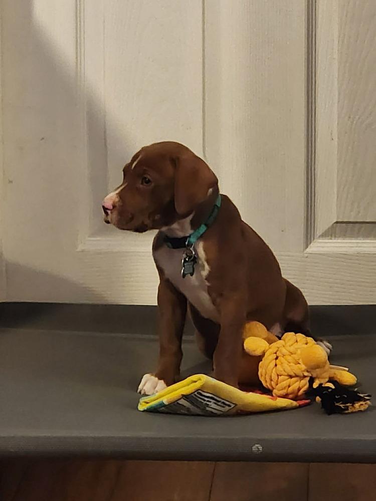 Enlarge Luther, a Adoptable mixed breed in Amherst, NY image 3/6