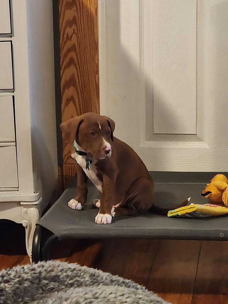 Enlarge Luther, a Adoptable mixed breed in Amherst, NY image 5/6