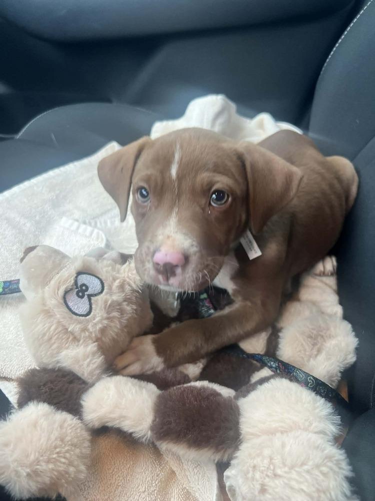Enlarge Luther, a Adoptable mixed breed in Amherst, NY image 6/6
