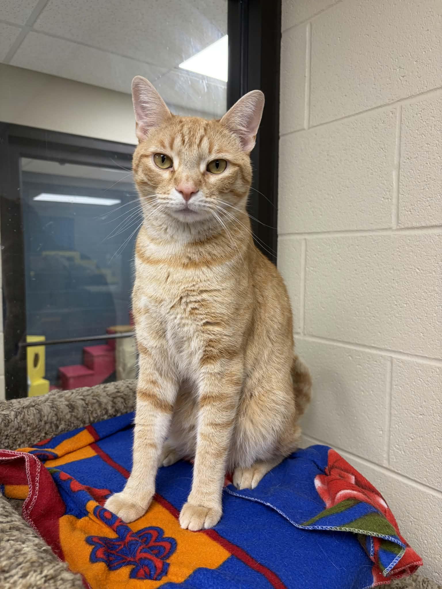 Enlarge Ryker, a ADOPTABLE Domestic Short Hair in Valparaiso, IN image 2/2