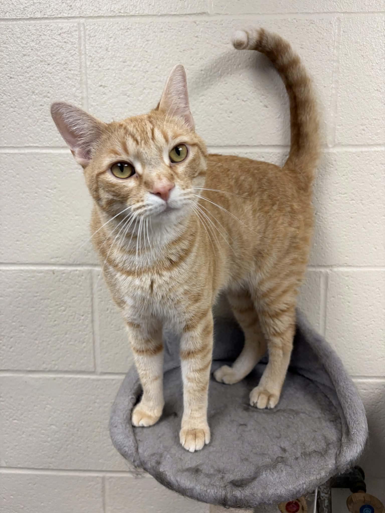 Enlarge Ryker, a ADOPTABLE Domestic Short Hair in Valparaiso, IN image 1/2