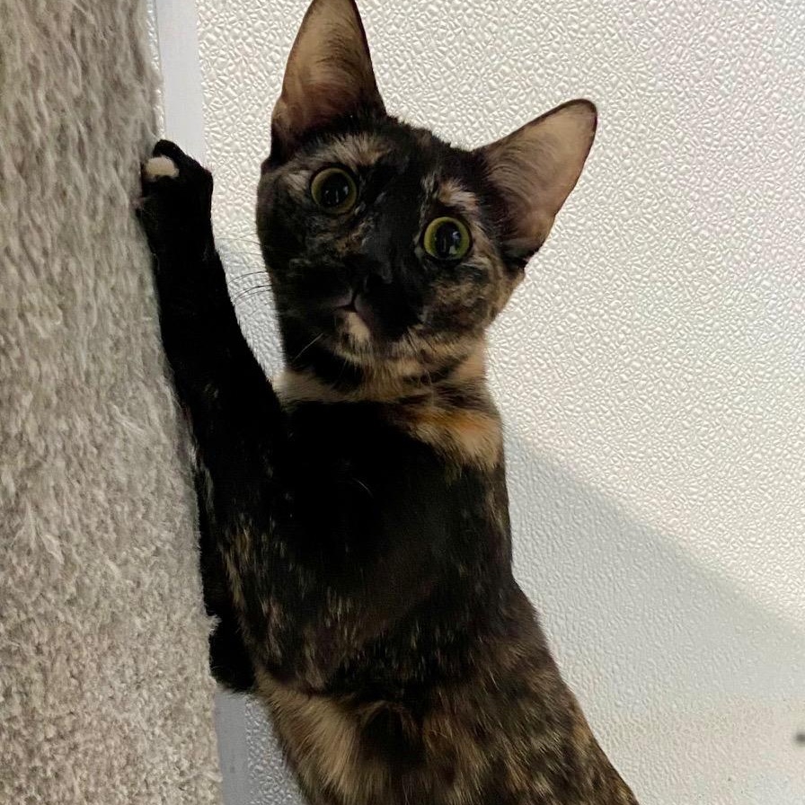 Enlarge Oriole, a ADOPTABLE Tortoiseshell in Claresholm, AB image 1/1