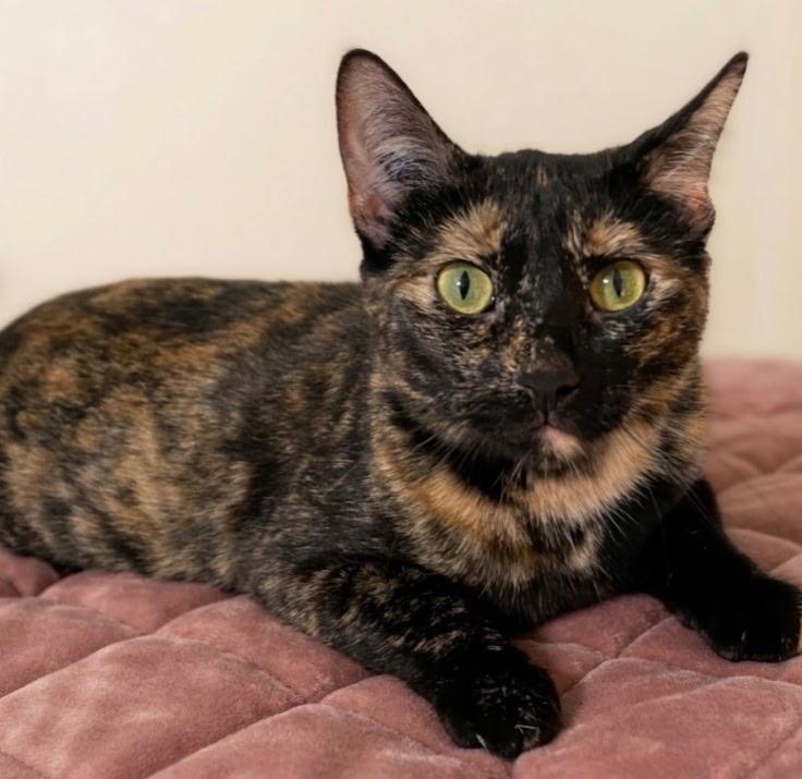 Oriole, ADOPTABLE, Adult Female Tortoiseshell.