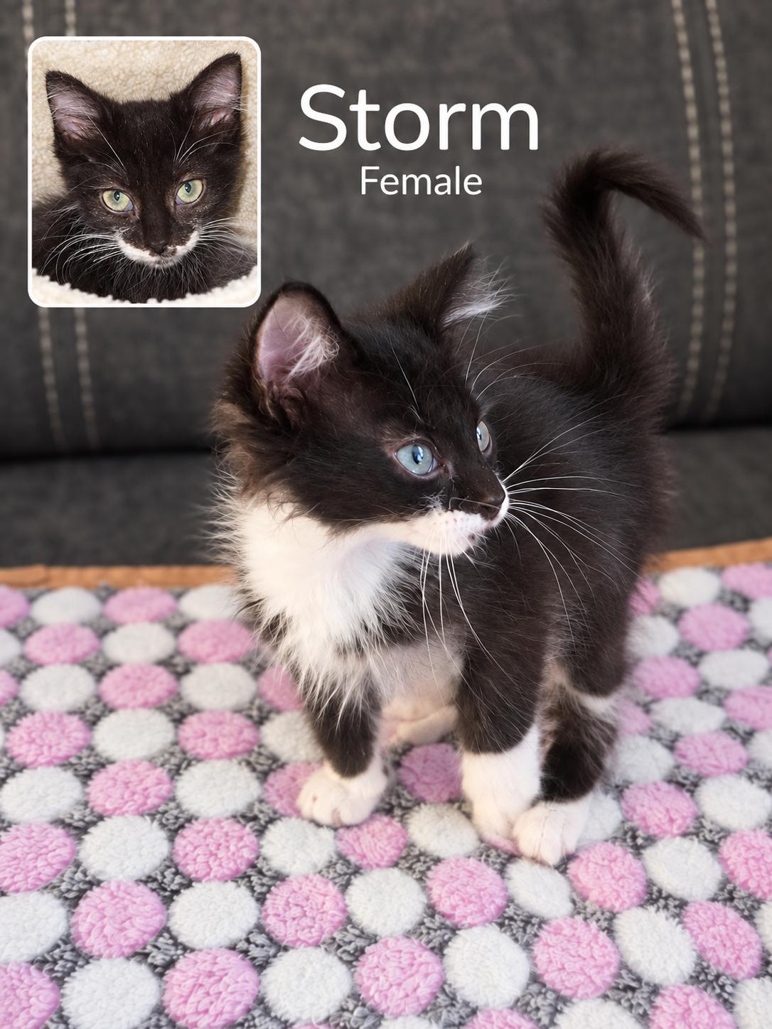 Enlarge Storm, a Adoptable mixed breed in Knoxville, TN image 3/5