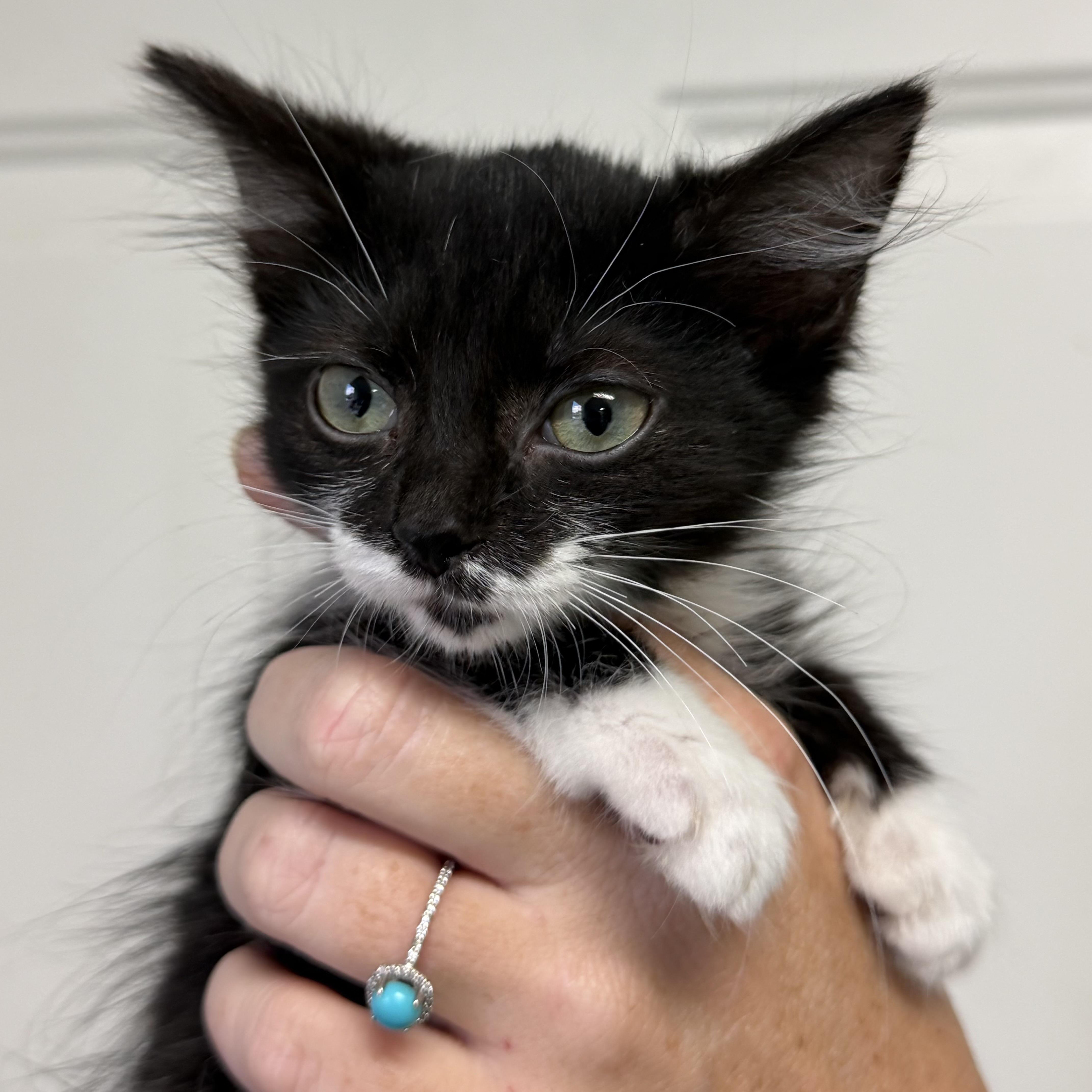 Enlarge Storm, a Adoptable mixed breed in Knoxville, TN image 4/5