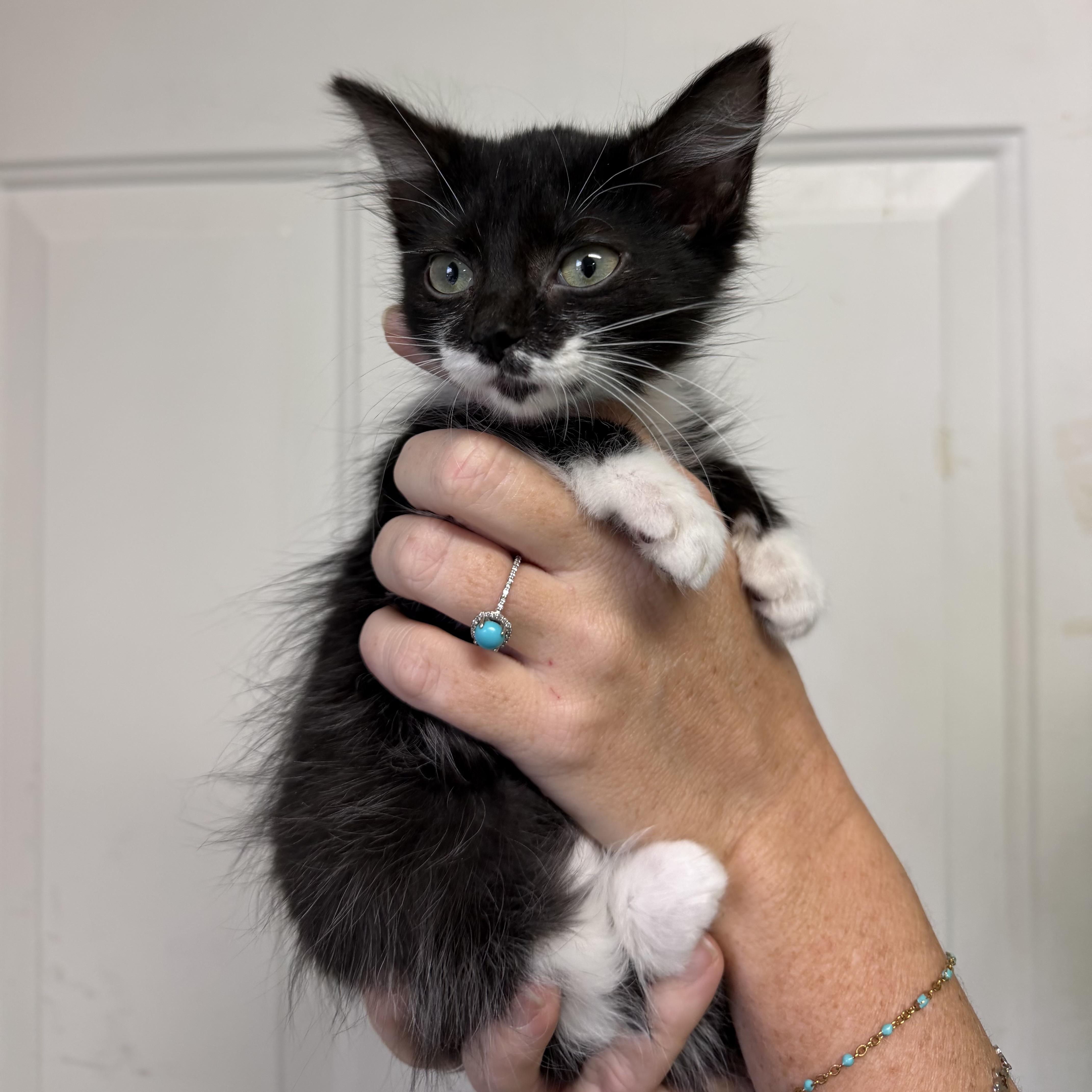 Storm, Adoptable, Kitten Female Tuxedo & Domestic Short Hair.
