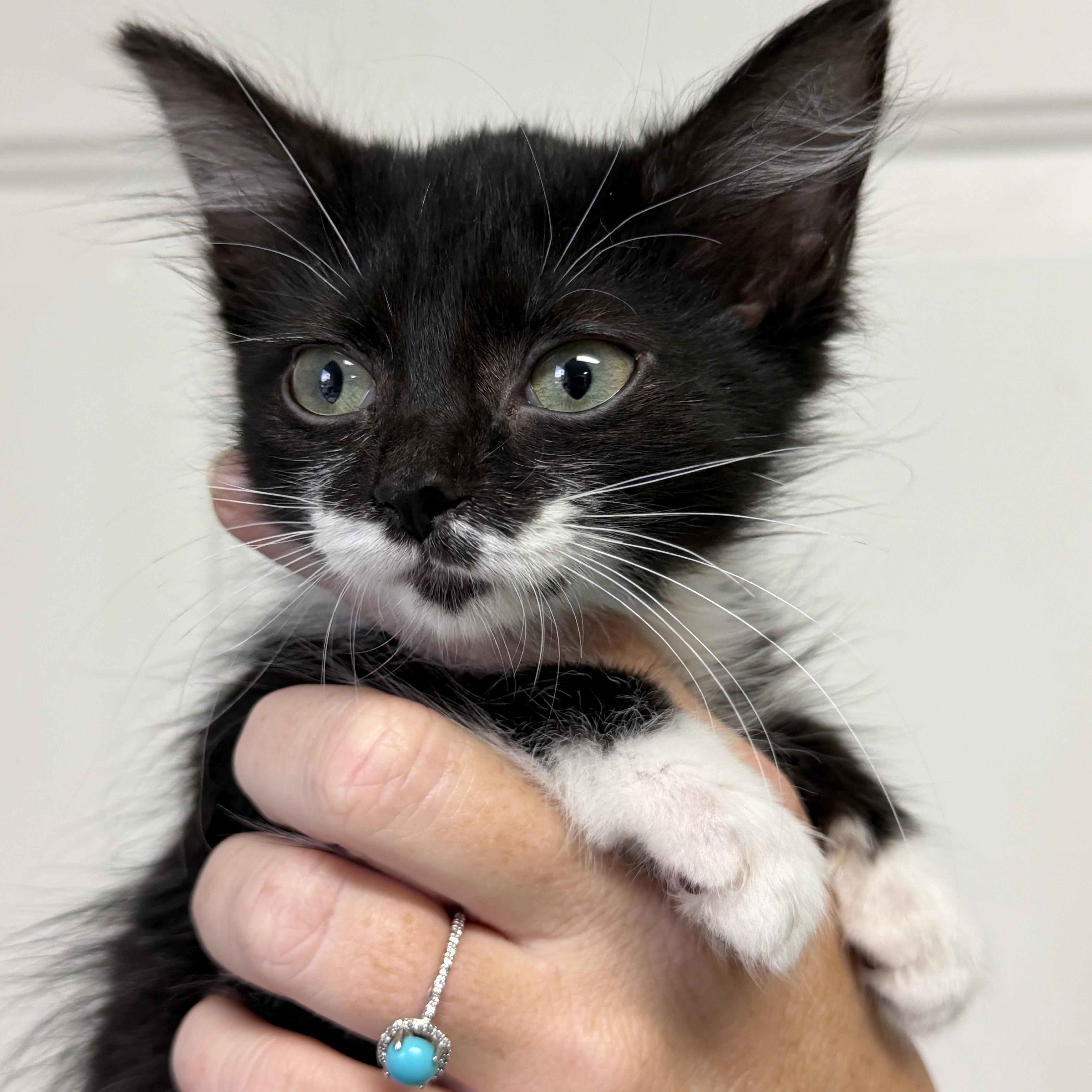 Enlarge Storm, a Adoptable mixed breed in Knoxville, TN image 5/5