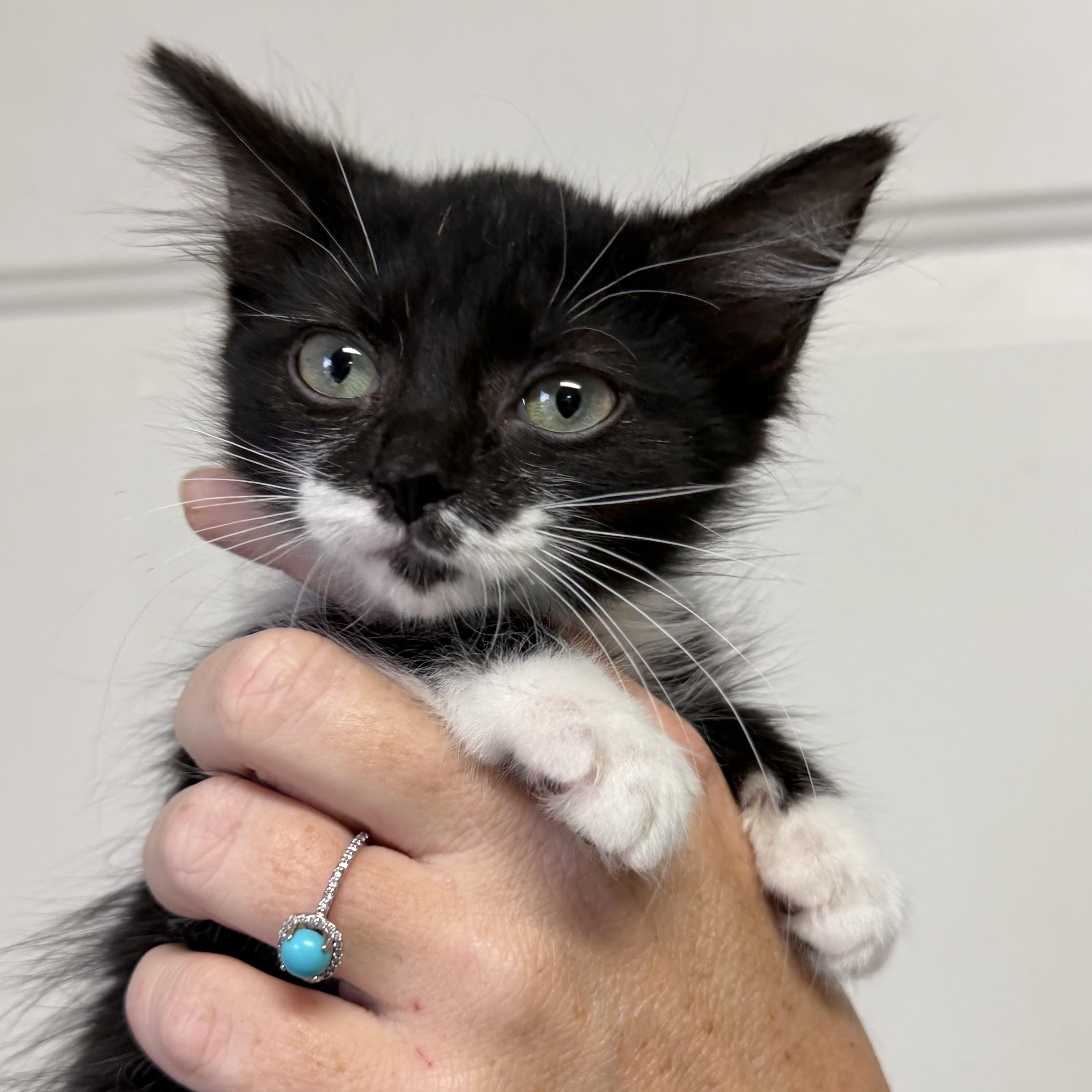 Enlarge Storm, a Adoptable mixed breed in Knoxville, TN image 2/5